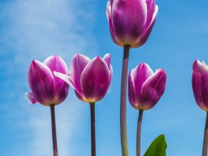 Bloembollen Vakdagen Flevoland 2026